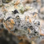 Crescendo weed Strain