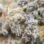 Dirty Thirty Strain