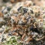 Donkey Butter Popcorn Strain