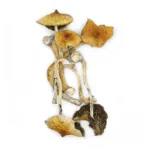 Golden Teacher magic mushroom
