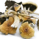 Golden Teacher magic mushroom