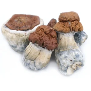 King Kong ~ Magic Mushrooms