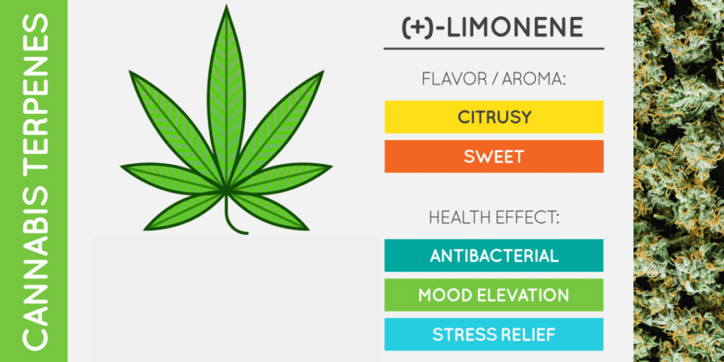 Powerful Terpenes That Enhance Your Cannabis High (Guide 2026)