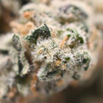 Memory Loss Popcorn Strain