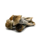 Penis Envy Mushroom