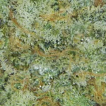 Quantum Kush Popcorn Strain