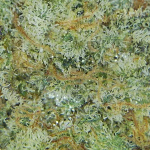 Quantum Kush Popcorn Strain
