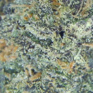 Runtz weed Strain