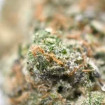 Slurricane weed Strain
