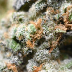 Zkittlez weed Strain
