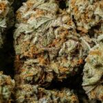 Gorilla Glue #4 strain