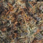 Cindy White strain small buds AAAA cannabis BC Canada dense trichomes premium weed