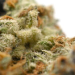 Fruit Punch Strain