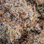 Mac 1 Popcorn Strain