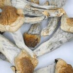 Penis Envy Mushroom
