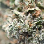 Pink Kush strain aaa