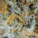 Purple Nuken Strain