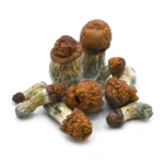 Blue Meanie magic mushroom
