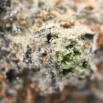Strawberry Cough Strain