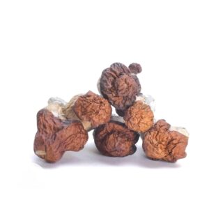 Texas Yellow Cap Magic Mushrooms