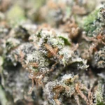 Gorilla Glue #5 Popcorn buds
