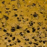 Lit Extracts Dank Sinatra Shatter